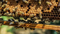Новый закон о пчеловодстве вступит в силу летом 2021 года