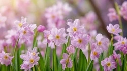 Василий Голиков и Галина Колесникова поздравили губкинцев с праздником Весны и Труда