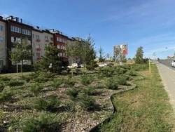 Реализация проекта озеленения «Губкин – город-сад» продолжилась