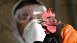 Птичий грипп пришёл в Курскую область