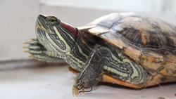 Красноухие черепахи заселили губкинский декоративный пруд