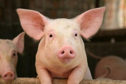Ветеринары напомнили губкинцам о распространении африканской чумы свиней
