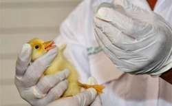 Власти напомнили губкинцам о профилактике птичьего гриппа 