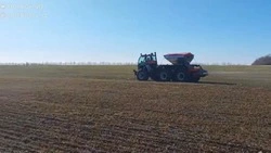 Аграрии Губкинского городского округа приступили к подкормке озимых культур