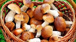 Более 20 человек отравились грибами в Белгородской области с начала 2021 года