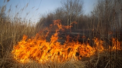 Жительница Белгородской области погибла при уборке травы