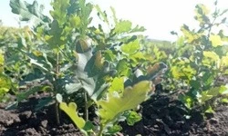 Белгородская область продолжила выращивать посадочный материал для лесовосстановления