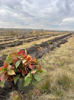 Мероприятия по искусственному лесовосстановлению пройдут в Белгородской области