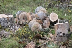 Губкинские власти начали заготавливать дрова на зиму для жителей