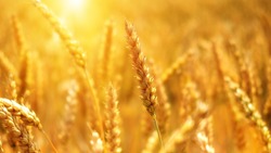 Белгородские аграрии смогут принять участие в аккредитации интервенций на рынке зерна