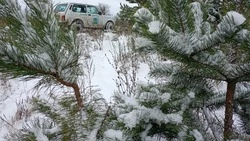 Белгородские лесники призывают беречь хвойные насаждения в новогодние дни