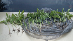 Губкинские полицейские задержали подозреваемого в культивировании запрещённых растений