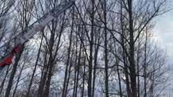 Белгородские пожарные спасли кота с дерева с помощью 30-ти метровой лестницы