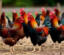 Управление сельского хозяйства проинформировало губкинцев об изменениях ветеринарных правил 