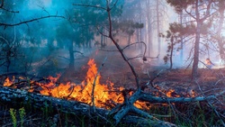 Власти продлили особый противопожарный режим на территории Белгородской области