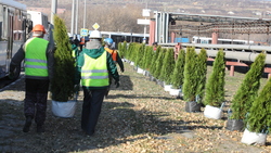 Работники Лебединского ГОКа посадили более 2 тысяч растений в этом году*