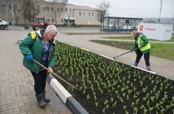 Более 42 000 тюльпанов были высажены на улицах Губкина
