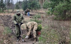 Весенний лесокультурный сезон завершился в Белгородской области 