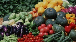 Губкинцы смогут получить субсидию за выращивание овощей 