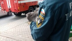 Сотрудники МЧС спасли домашнюю кошку в Губкине
