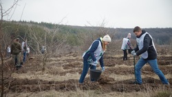 Белгородцы станут участниками международной акции «Сад памяти»