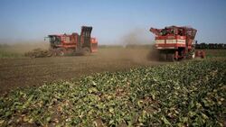 Сельхозпредприятия Губкинского горокруга вышли на финишную прямую по уборке урожая
