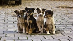 Губкинские власти рассказали об обращении с безнадзорными животными на территории города