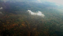 Эксперты и экологи оценили % вырубки лесов в Белгородской области