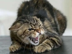 Осторожно, бешенство!