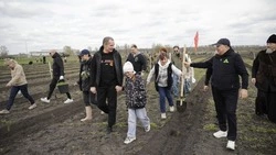 Вячеслав Гладков поучаствовал в высадке деревьев к 80-летию Великой Победы