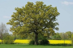 Губкинцы смогут поддержать дуб черешчатый из села Яблочково в конкурсе «Европейское дерево года»