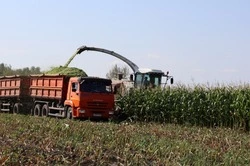 Губкинские аграрии показывают отличные результаты на уборке кукурузы