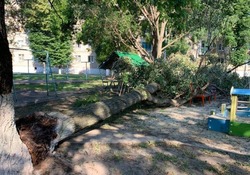 Дерево упало на детскую площадку в Губкине 
