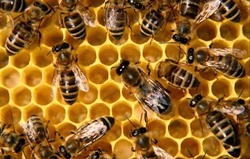 Губкинец получил оплату за материальный ущерб из-за гибели пчёл 