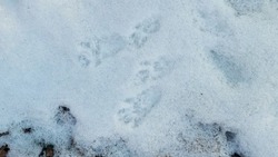 Зимний учёт охотничьих животных стартовал в Белгородской области 