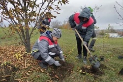 Сотрудники Лебединского ГОКа высадили аллею волонтёров
