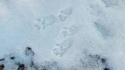 Зимний учёт охотничьих животных стартовал в Белгородской области 