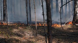 Особый противопожарный режим продолжил действовать на территории Губкинского горокруга 