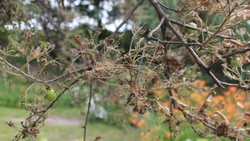 Опасные гусеницы появились на деревьях в Губкине