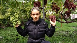 Укрощение виноградной лозы. Сергиевцы одержали победу в конкурсе школьных проектов